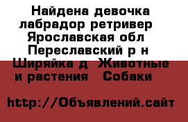 Найдена девочка лабрадор-ретривер - Ярославская обл., Переславский р-н, Ширяйка д. Животные и растения » Собаки   